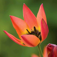 Тюльпан Ботанічний Little Princess