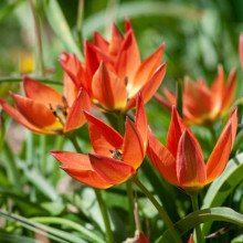 Тюльпан Ботанічний Little Princess