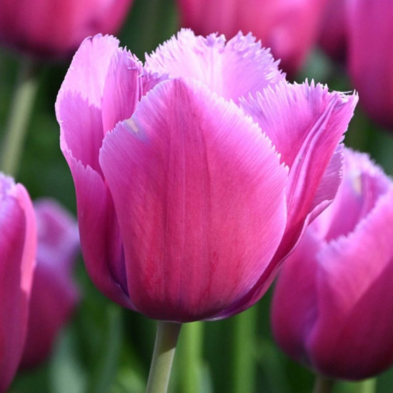 Тюльпан Оторочений Louvre