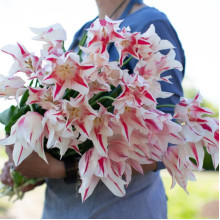 Тюльпан Лілієподібний Marilyn