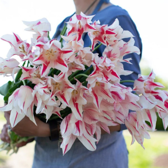 Тюльпан Лілієподібний Marilyn