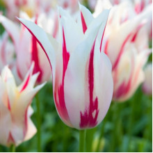 Тюльпан Лілієподібний Marilyn