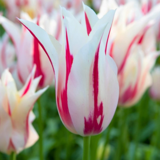 Тюльпан Лілієподібний Marilyn
