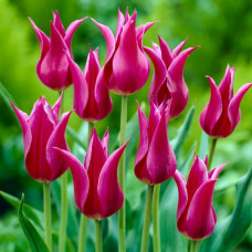 Тюльпан Лілієподібний Maytime