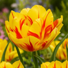 Тюльпан Махровий Monsella