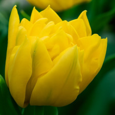 Тюльпан Махровий Monte Carlo