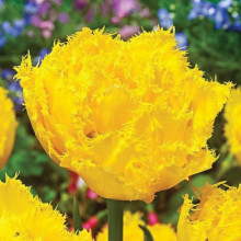 Тюльпан Махровый + Бахромчатый Mon amour