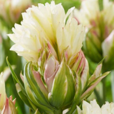 Тюльпан Махровий Mystery Valley