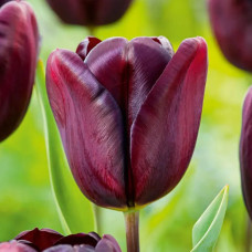 Тюльпан Тріумф National Velvet