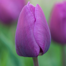 Тюльпан Тріумф Negrita