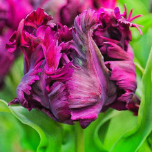 Тюльпан Папуговий Negrita Parrot