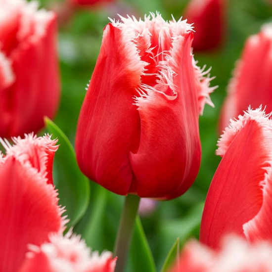 Тюльпан Махровий + Оторочений New Santa