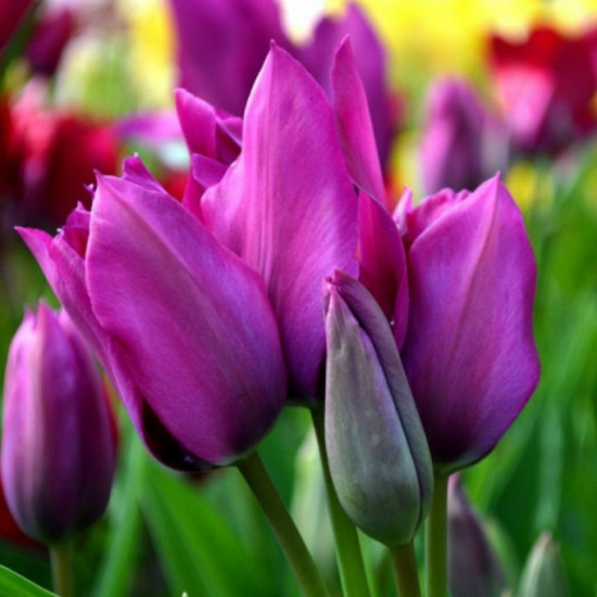 Тюльпан Мультіфлора Night Club