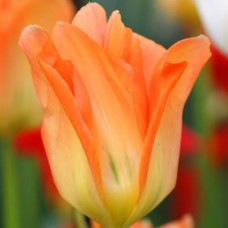 Тюльпан гібрид Фостера Orange Brilliant