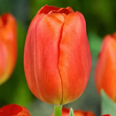 Тюльпан Тріумф Orange Cassini