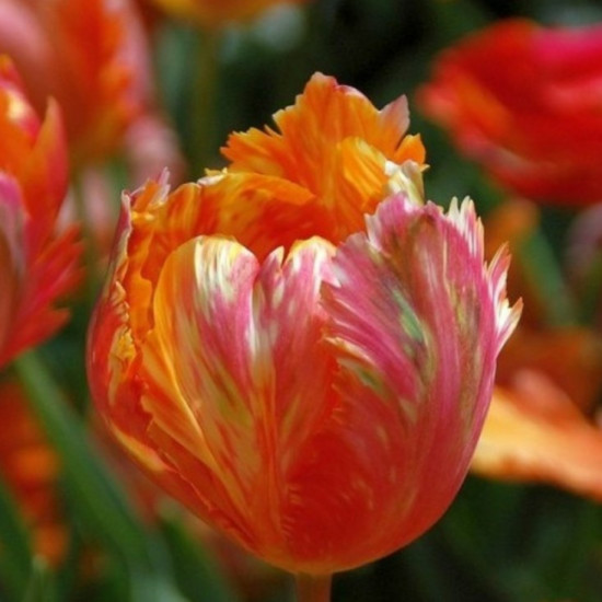 Тюльпан Папуговий Orange Favourite