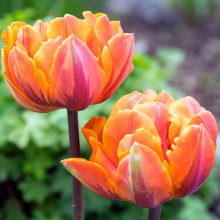 Тюльпан Махровий Orange Princess