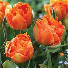 Тюльпан Махровий + Багатоквітковий Orca