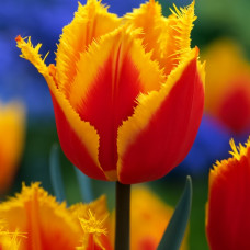 Тюльпан Оторочений Palmares