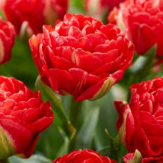 Тюльпан Махровий Pamplona