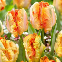 Тюльпан Папуговий Parrot King
