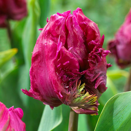 Тюльпан Папуговий Parrot Prince