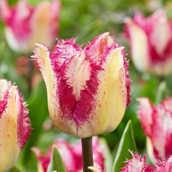 Тюльпан Оторочений Passion Play