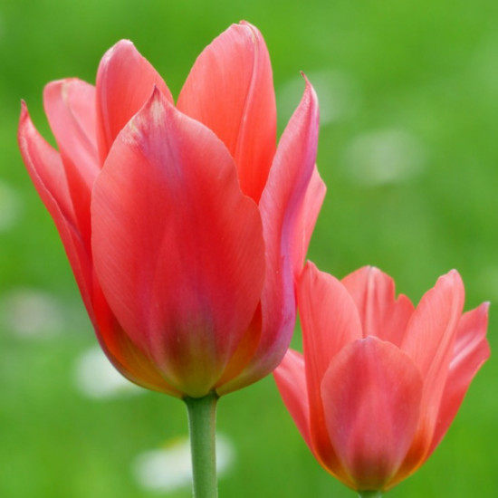 Тюльпан Гігантський Perestroyka