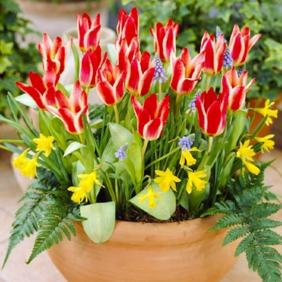 Тюльпан Грейга Pinocchio