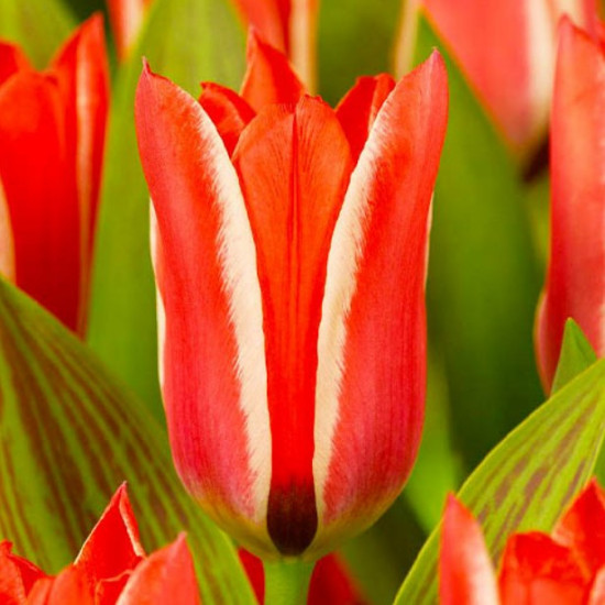 Тюльпан Грейга Pinocchio