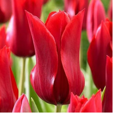 Тюльпан Лілієподібний Pretty Woman