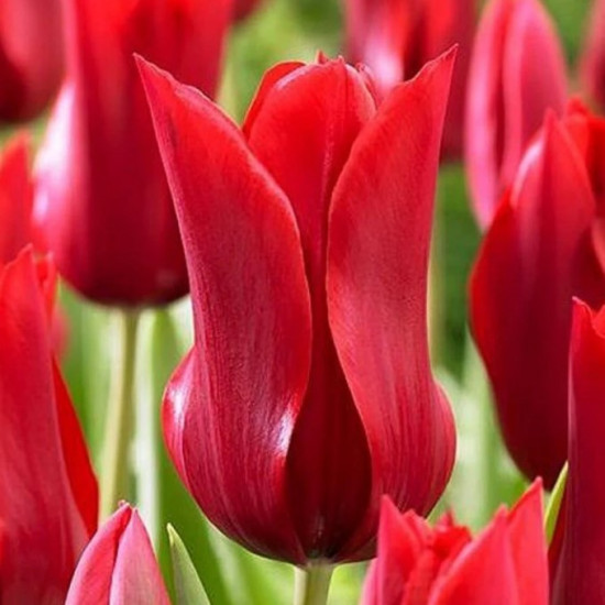 Тюльпан Лілієподібний Pretty Woman