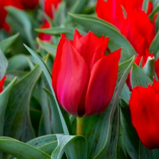 Тюльпан Грейга Princess Charmante