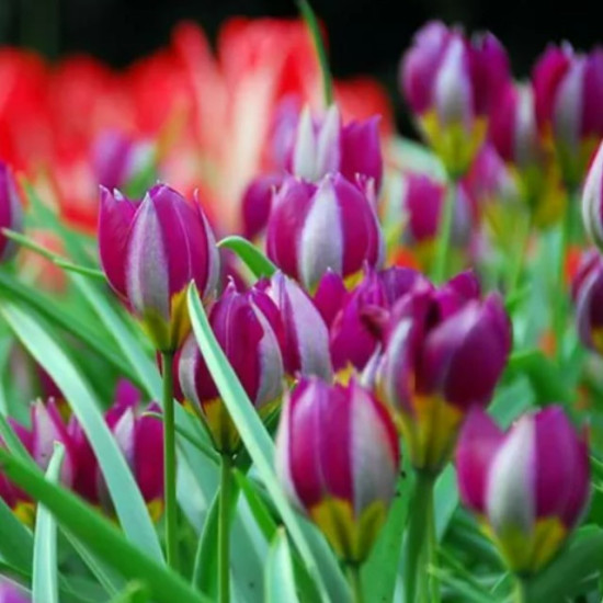 Тюльпан Ботанічний Pulchella Persian Pearl