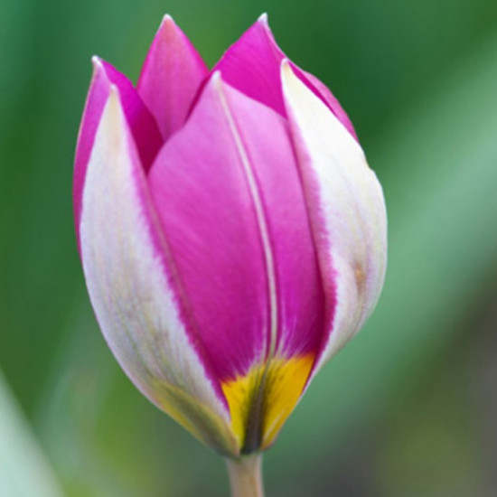 Тюльпан Ботанічний Pulchella Persian Pearl