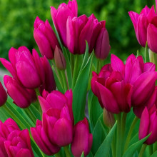 Тюльпан Мультіфлора Purple Bouquet