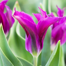 Тюльпан Вірідіфлора Purple Doll