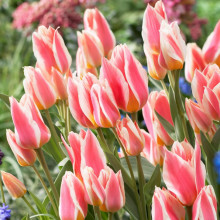 Тюльпан Грейга Quebec