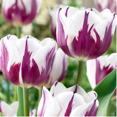 Тюльпан Тріумф Rem's Favourite