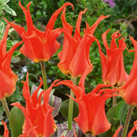 Тюльпан Кауфмана Rigas Barikades