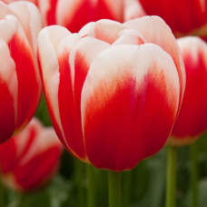 Тюльпан Тріумф Roman Empire