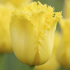 Тюльпан Оторочений Royal Sphinx