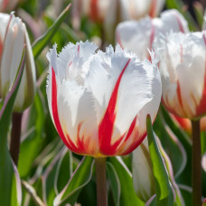 Тюльпан Оторочений Salsa