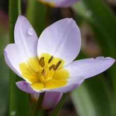 Тюльпан Ботанічний Saxatilis