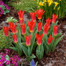Тюльпан Кауфмана Scarlet Baby