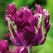 Тюльпан Папуговий Secret Parrot