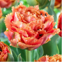 Тюльпан Махровий + Оторочений Sensual Touch