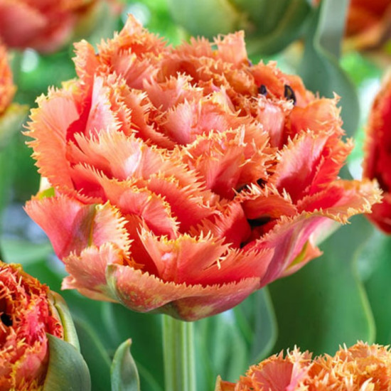 Тюльпан Махровий + Оторочений Sensual Touch