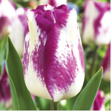 Тюльпан Тріумф Shirley Dream