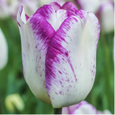 Тюльпан Тріумф Shirley